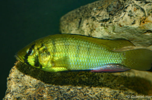 Astatoreochromis alluaudi (Club aquariophile de Vernon, juin 2004)