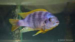 Petrotilapia sp. "Chitimba" (Vichy, congrès AFC 2007)