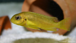 Tropheops sp. "Chitimba", jeune spécimen (Abysse, février 2005)