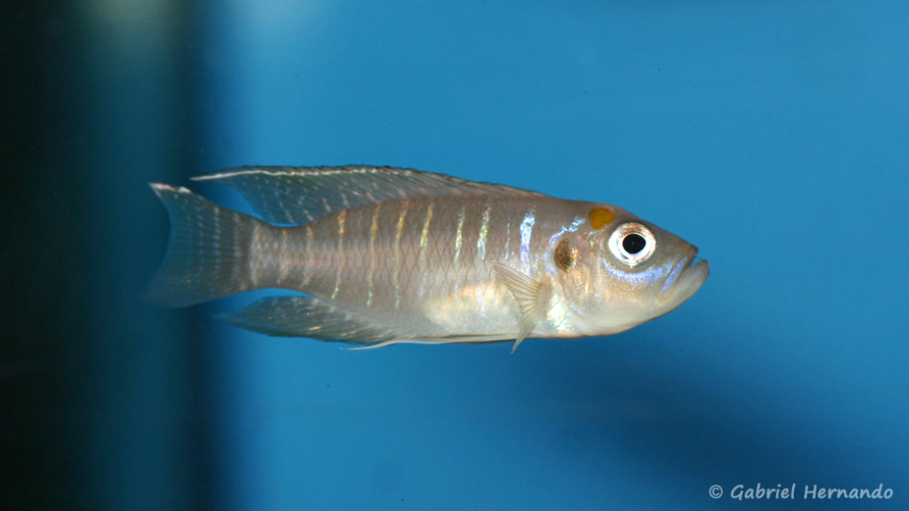 Neolamprologus brevis, variété de Katabe (Aqua Treff, Duisbourg, mars 2011)