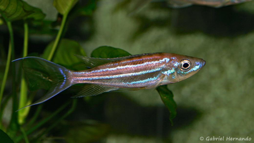 Benthochromis tricoti - Les Aqua’Pages de Gabriel