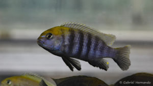 Tropheops sp. "Macrophthalmus Chitimba blue" (Montereau-Fault-Yonne, congrès AFC 2019)