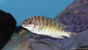 Interochromis orthognathus (Aqua Treff, Duisbourg, mai 2014)